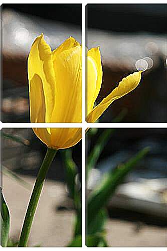 Модульная картина - tulip - Тюльпан