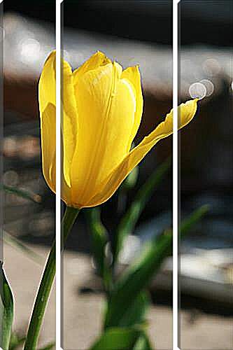 Модульная картина - tulip - Тюльпан
