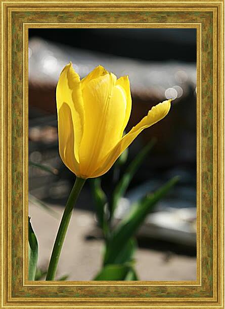 Картина в раме - tulip - Тюльпан