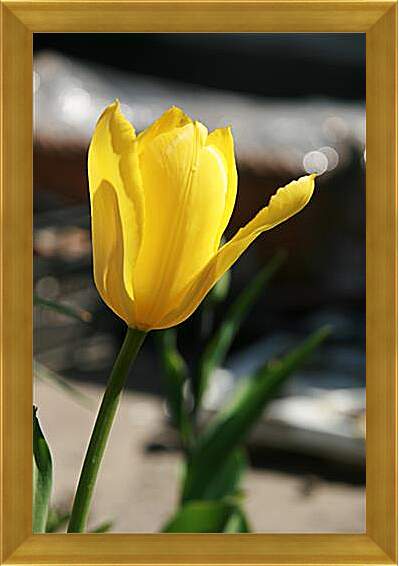 Картина в раме - tulip - Тюльпан