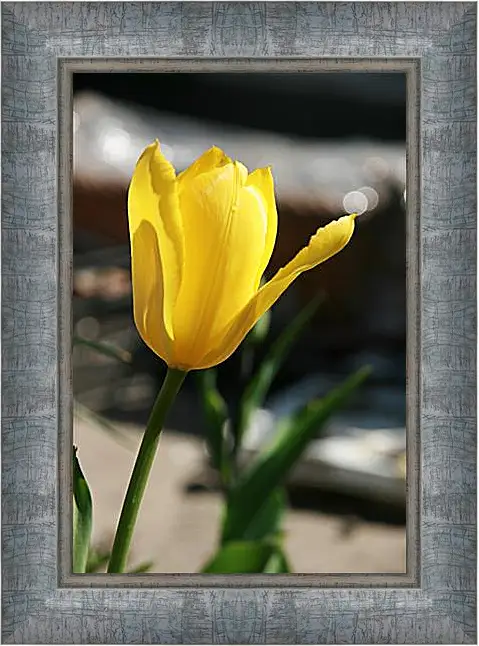 Картина в раме - tulip - Тюльпан