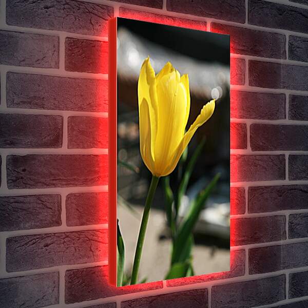 Лайтбокс световая панель - tulip - Тюльпан