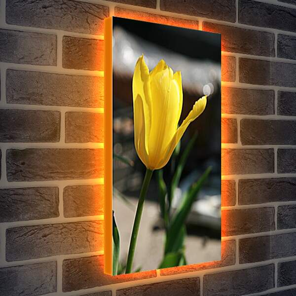 Лайтбокс световая панель - tulip - Тюльпан