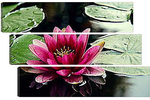 Модульная картина - lotus - Лотос
