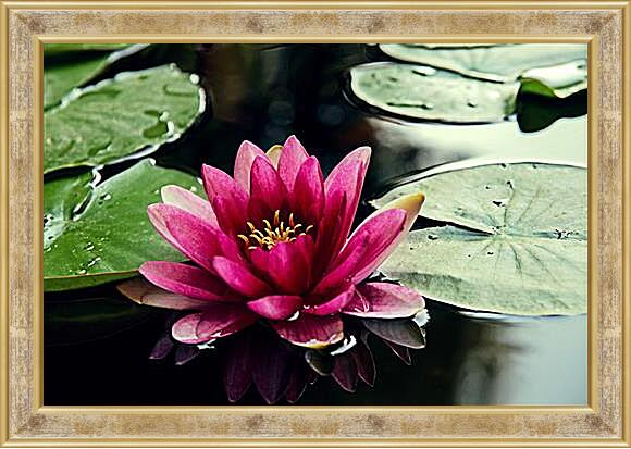 Картина в раме - lotus - Лотос
