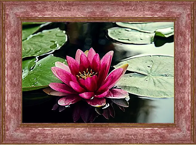 Картина в раме - lotus - Лотос
