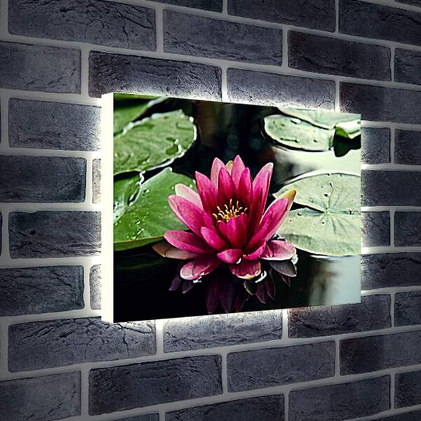 Лайтбокс световая панель - lotus - Лотос
