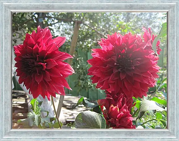Картина в раме - Sunny dahlia - Солнечный георгин
