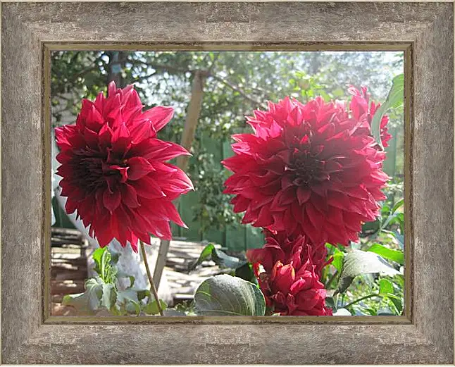 Картина в раме - Sunny dahlia - Солнечный георгин
