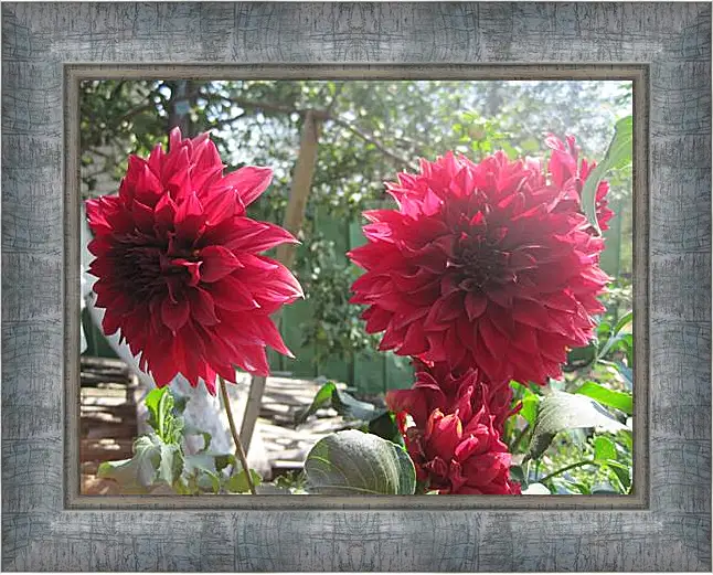 Картина в раме - Sunny dahlia - Солнечный георгин
