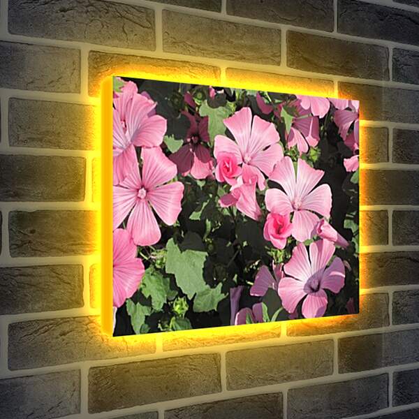 Лайтбокс световая панель - garden flower - Садовый цветок
