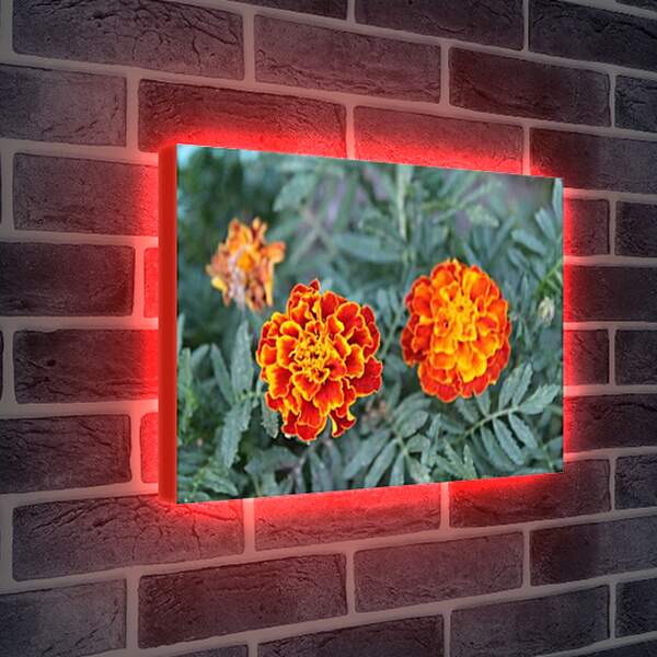 Лайтбокс световая панель - цветок оранж
