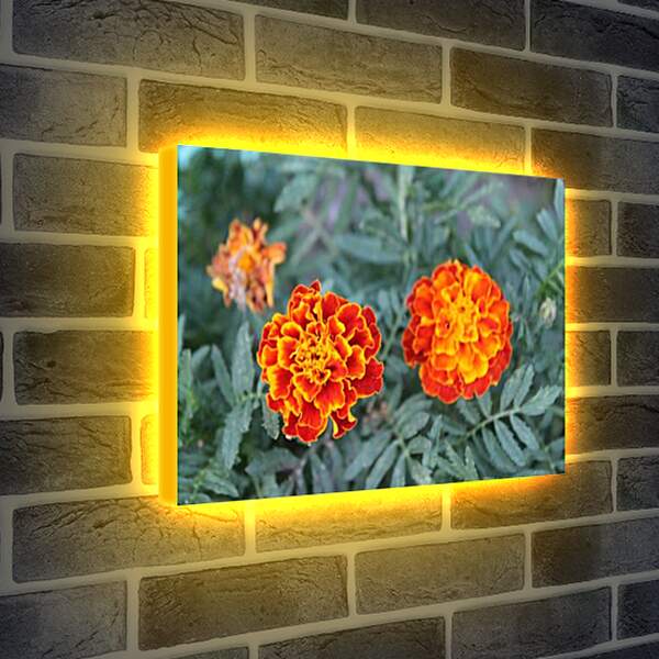 Лайтбокс световая панель - цветок оранж

