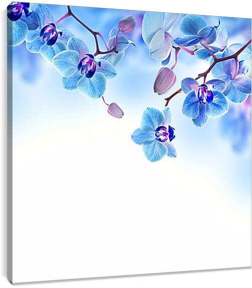 Постер и плакат - blue orchid - Синяя Орхидея