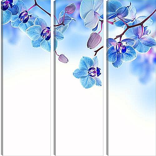 Модульная картина - blue orchid - Синяя Орхидея