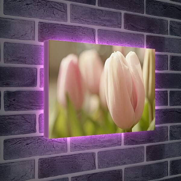 Лайтбокс световая панель - тюльпаны