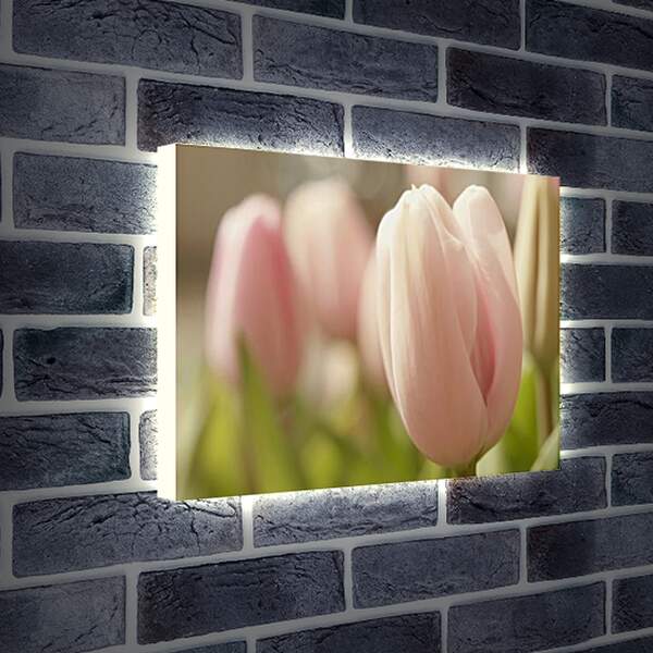 Лайтбокс световая панель - тюльпаны
