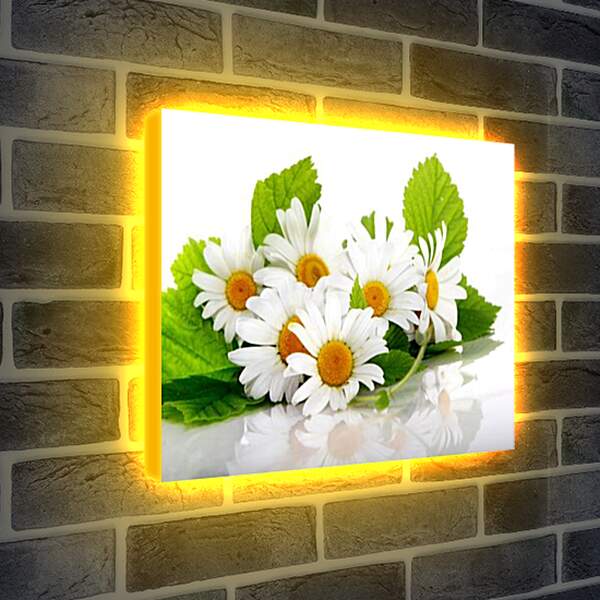 Лайтбокс световая панель - цветы
