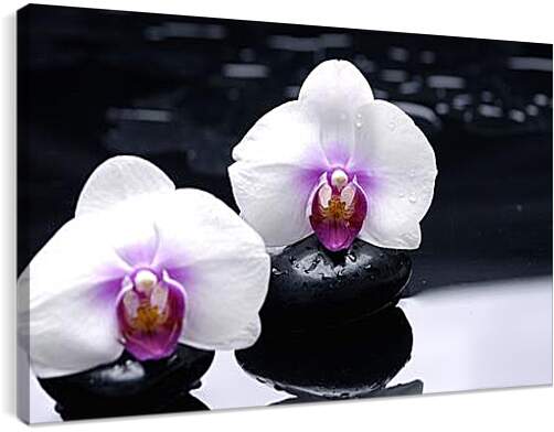 Постер и плакат - orhidei - орхидея
