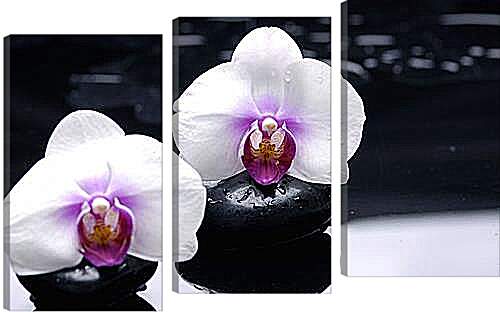 Модульная картина - orhidei - орхидея
