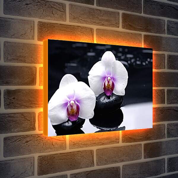 Лайтбокс световая панель - orhidei - орхидея
