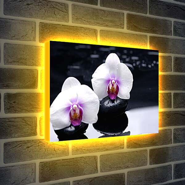 Лайтбокс световая панель - orhidei - орхидея
