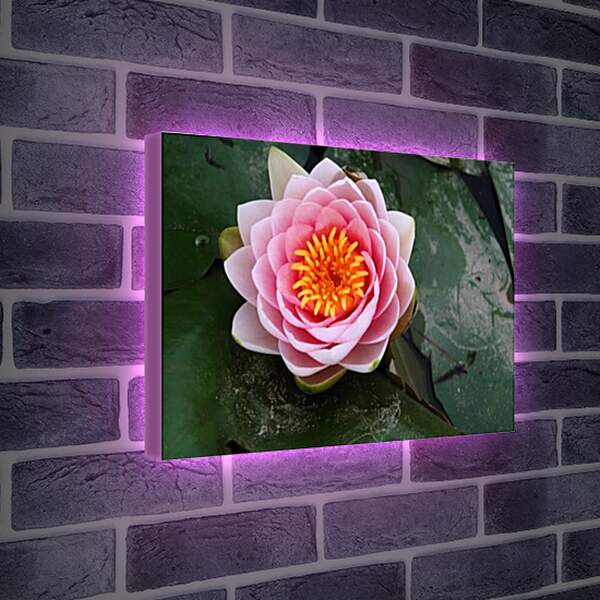 Лайтбокс световая панель - Pink Lotos - Розовый лотос
