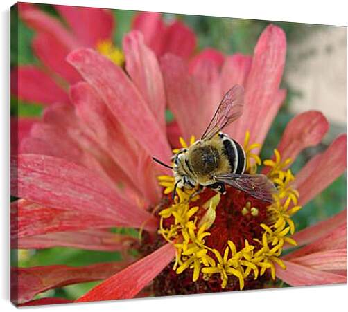 Постер и плакат - bee - Пчела
