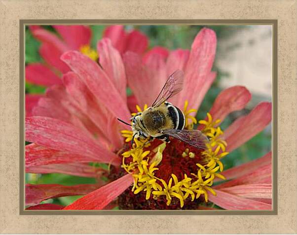Картина в раме - bee - Пчела
