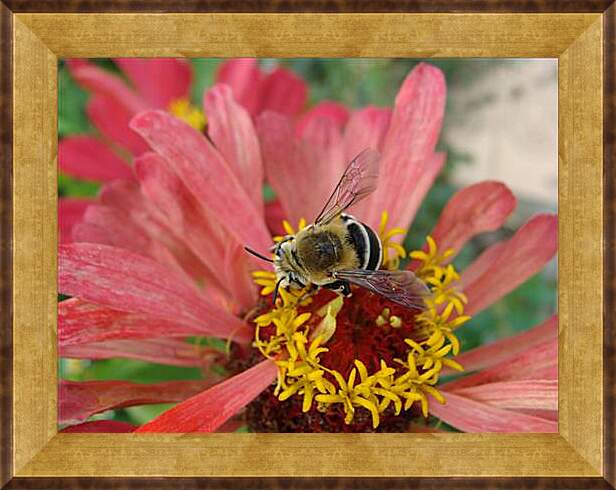 Картина в раме - bee - Пчела
