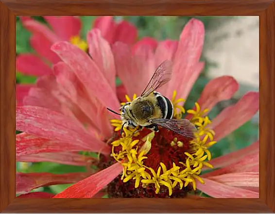 Картина в раме - bee - Пчела

