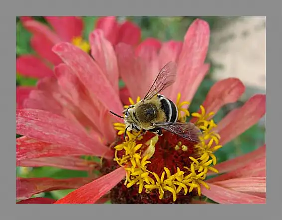 Картина в раме - bee - Пчела
