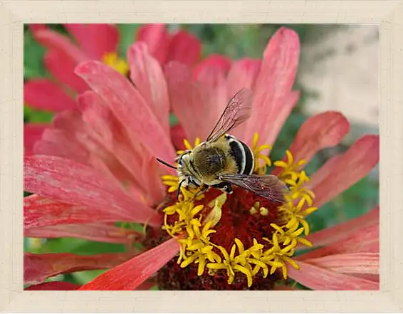 Картина в раме - bee - Пчела
