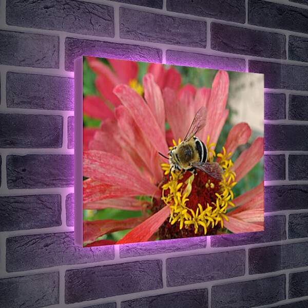 Лайтбокс световая панель - bee - Пчела
