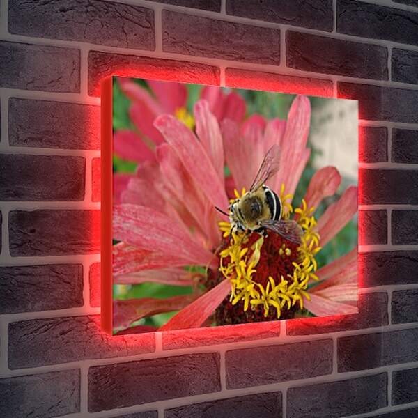 Лайтбокс световая панель - bee - Пчела
