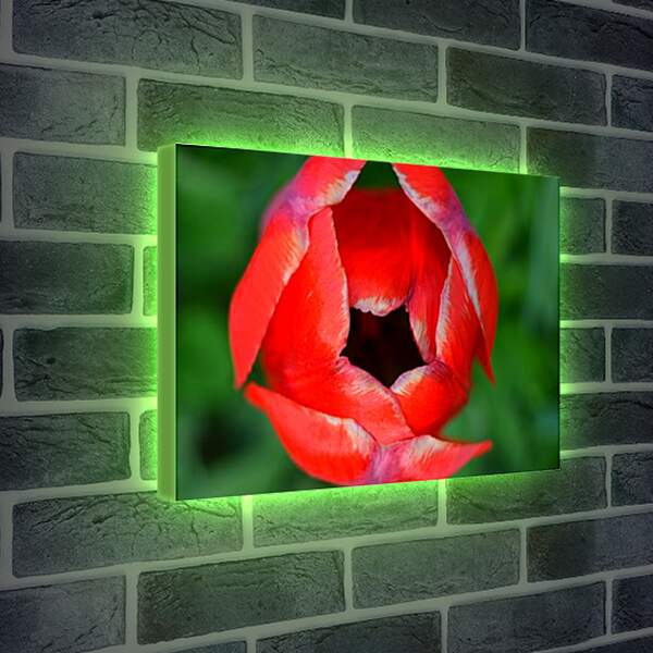 Лайтбокс световая панель - тюльпан
