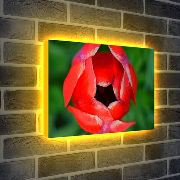 Лайтбокс световая панель - тюльпан
