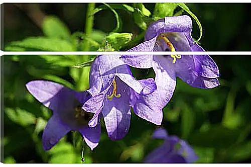 Модульная картина - bell flower - Колокольчик
