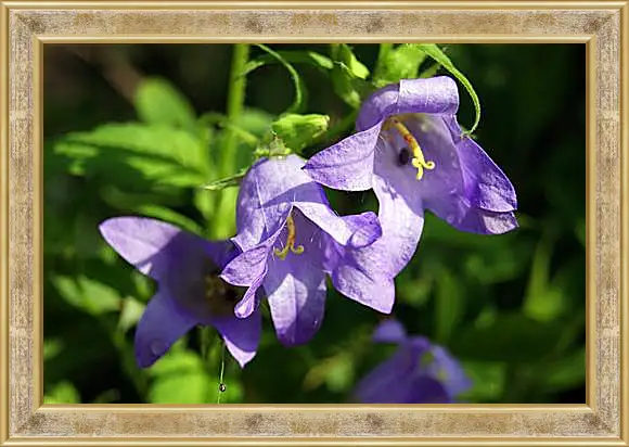 Картина в раме - bell flower - Колокольчик
