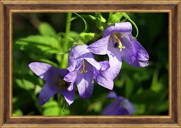 Картина в раме - bell flower - Колокольчик
