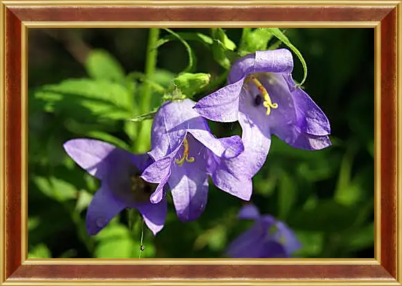 Картина в раме - bell flower - Колокольчик
