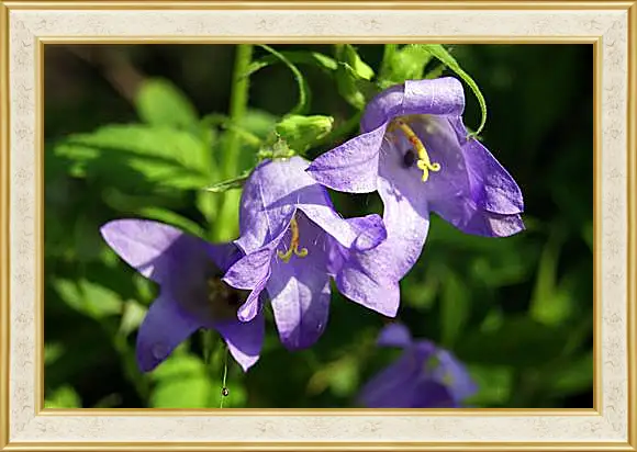 Картина в раме - bell flower - Колокольчик
