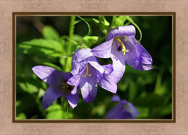 Картина в раме - bell flower - Колокольчик
