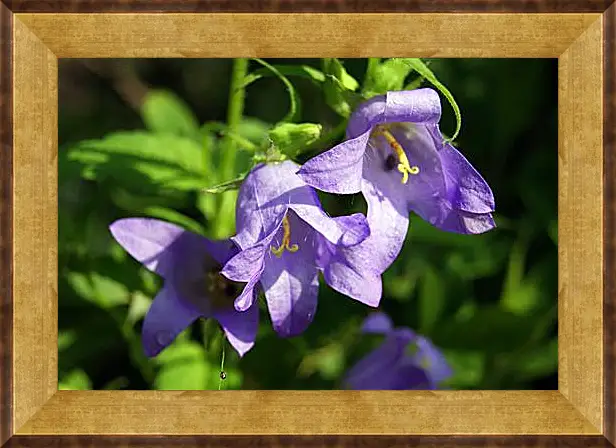 Картина в раме - bell flower - Колокольчик
