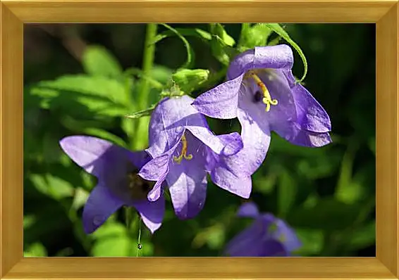 Картина в раме - bell flower - Колокольчик
