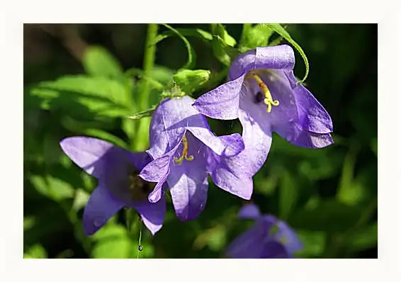 Картина в раме - bell flower - Колокольчик
