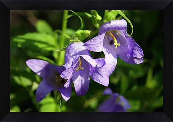 Картина в раме - bell flower - Колокольчик
