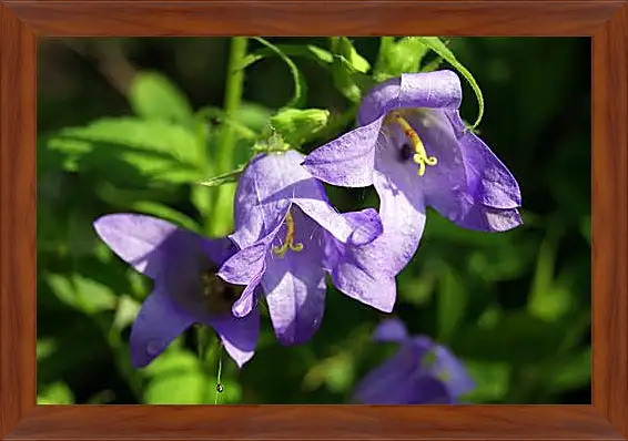 Картина в раме - bell flower - Колокольчик
