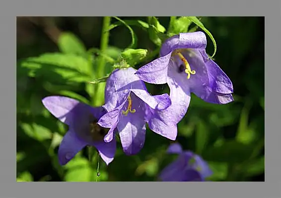 Картина в раме - bell flower - Колокольчик
