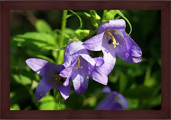 Картина в раме - bell flower - Колокольчик
